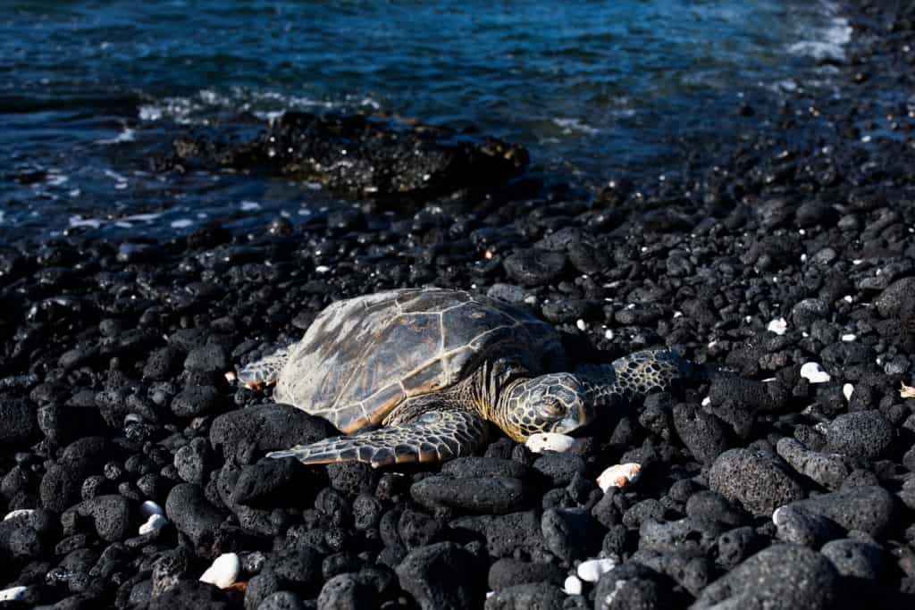 A green sea turtle crawls onto shore