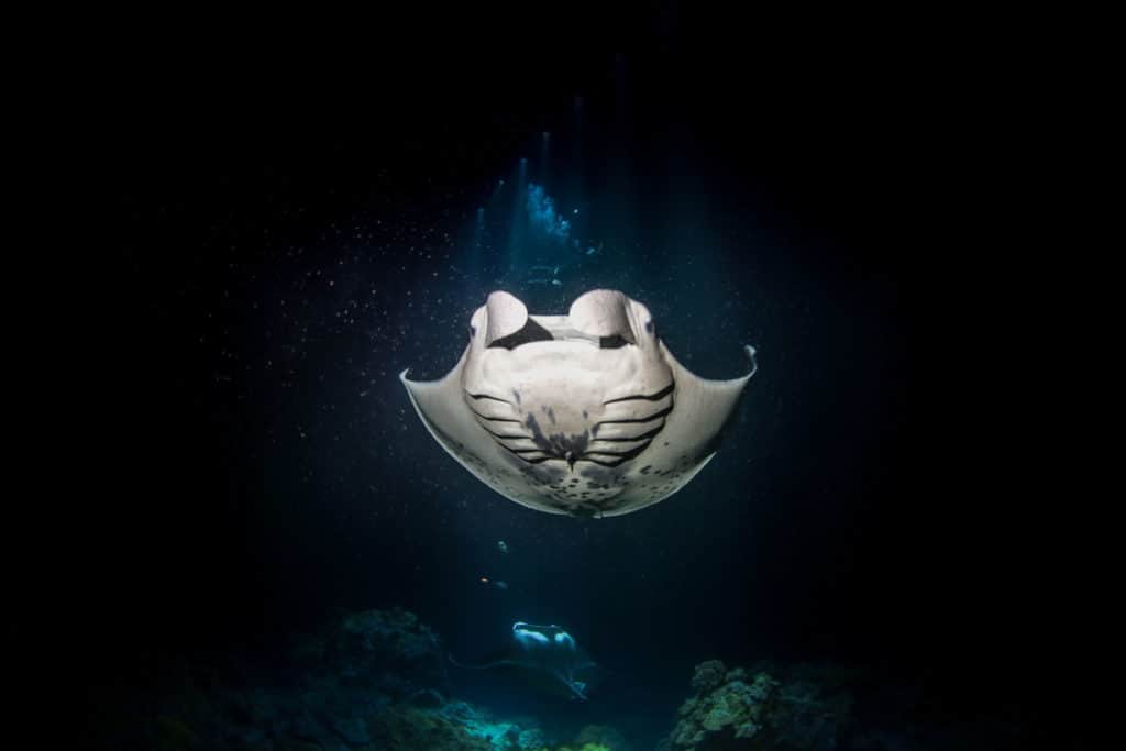 A manta ray in dark water