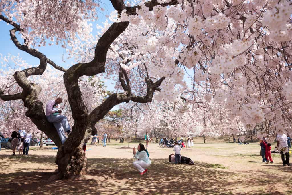 Cherry blossom in bloom in Newark