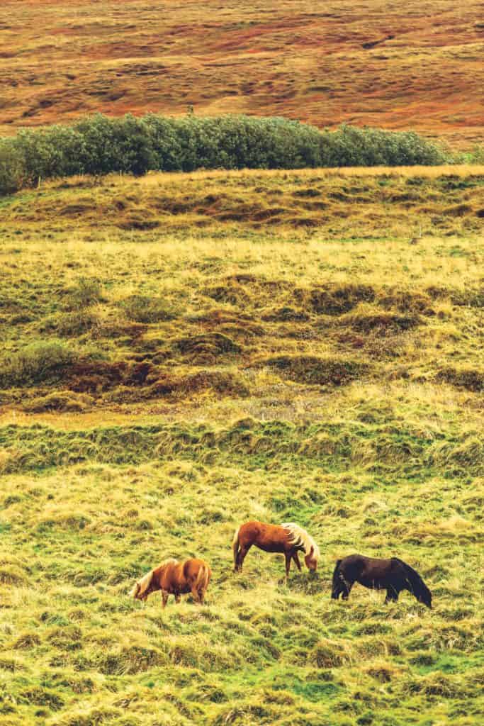 Wild horses outside of Húsavík