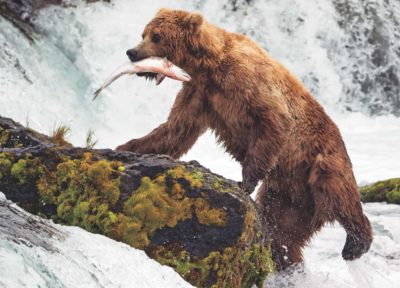 A bear catches fish at Brooks Falls