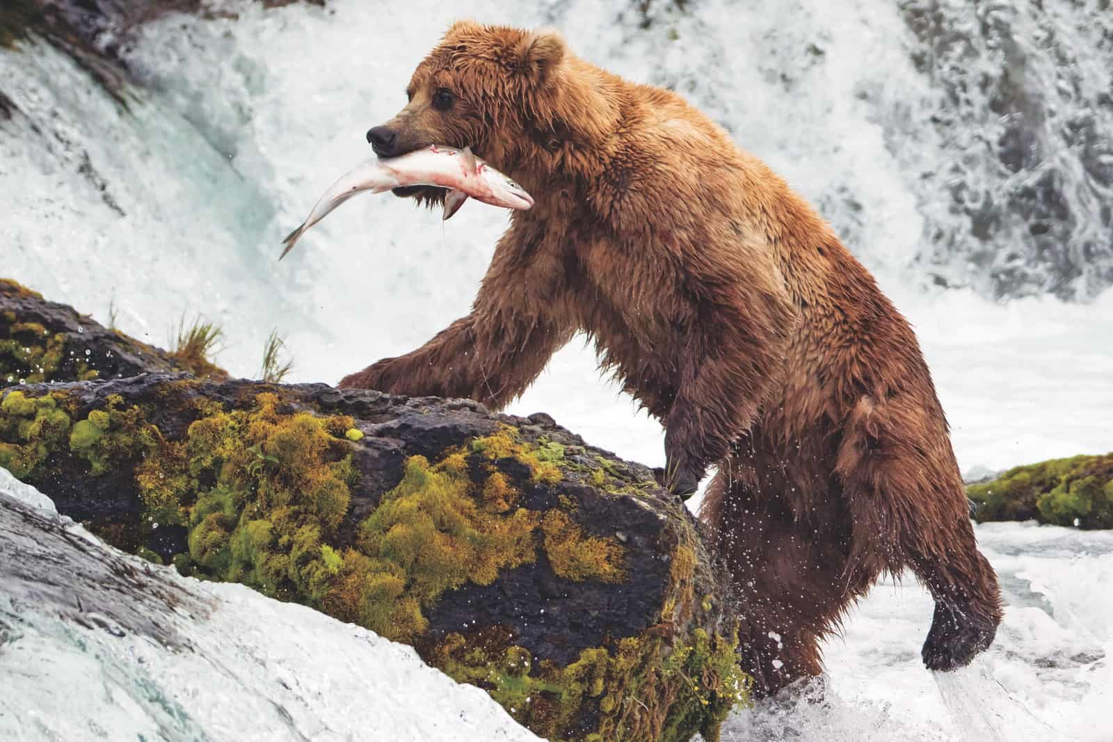 A bear catches fish at Brooks Falls