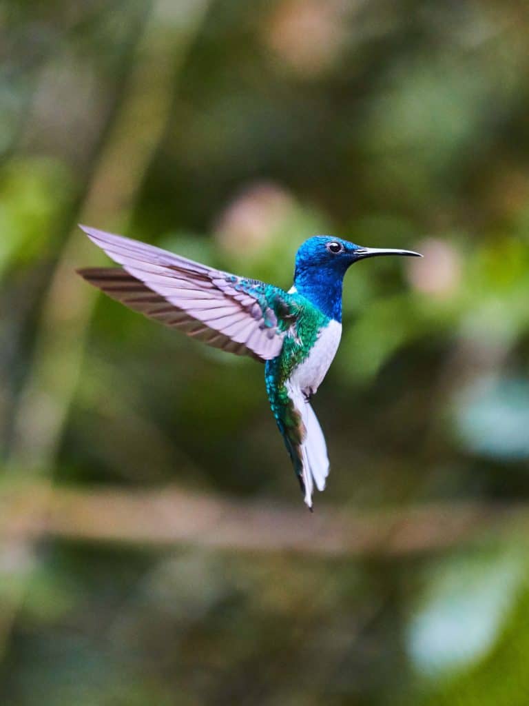 A hummingbird at the Alambi Reserve