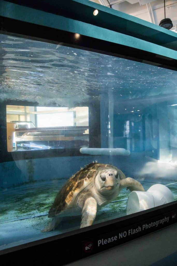 A turtle in a tank at a turtle recovery centre