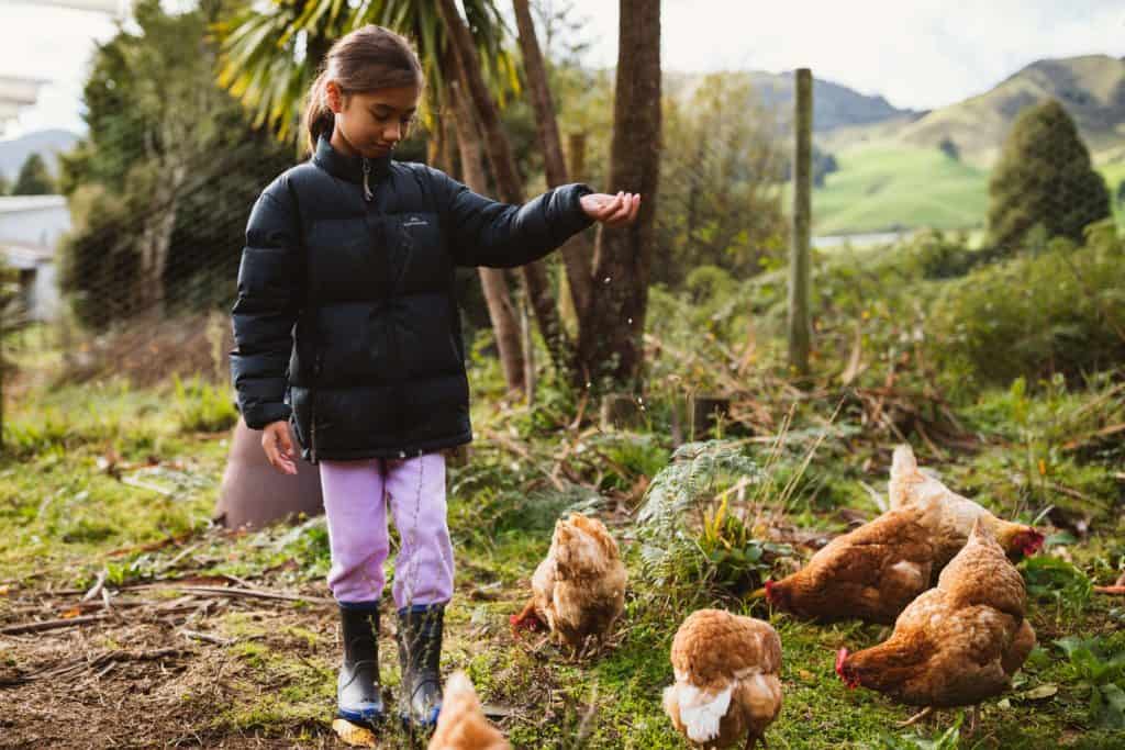 A girl feeding chickens