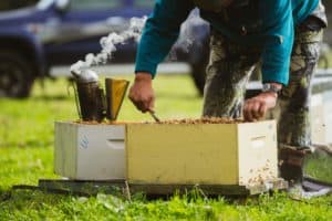Harvesting honey from a beehive in Ruatahuna