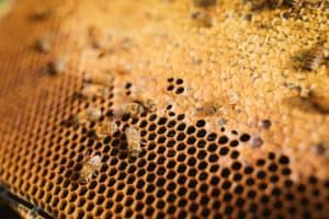 A honeycomb at Manawa Honey