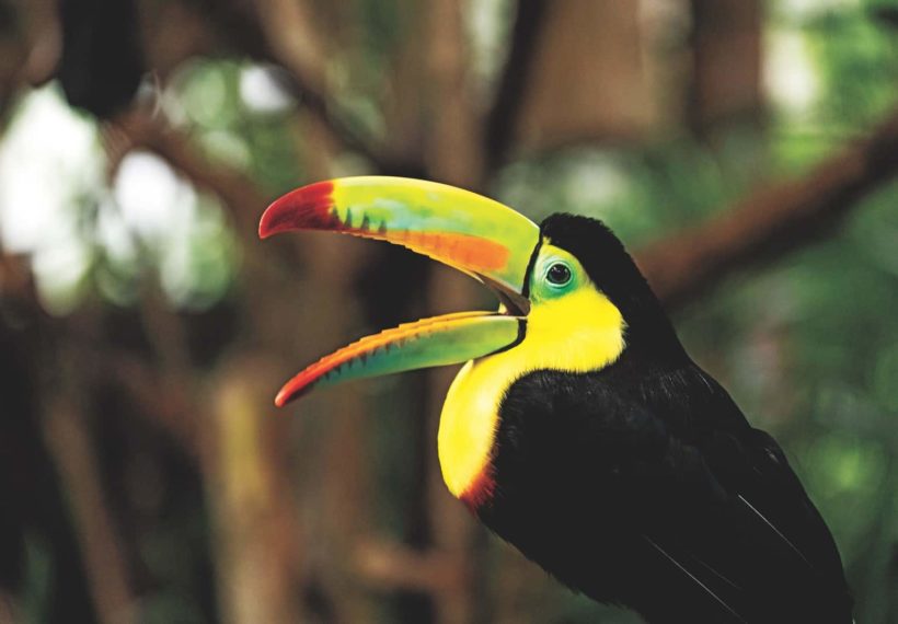 A toucan at the La Paz Waterfall Gardens Nature Park