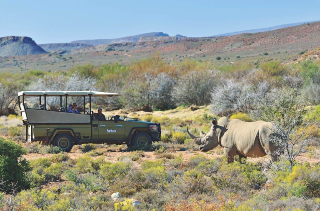 A rhino is seen on safari