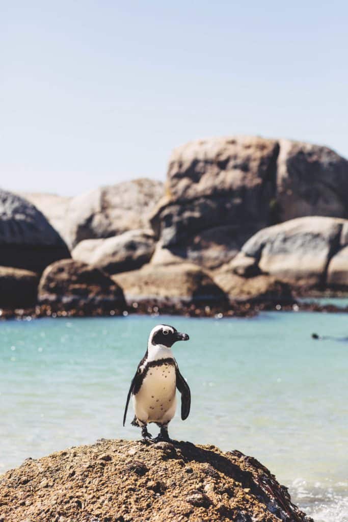 An African penguin on Boulders Beach