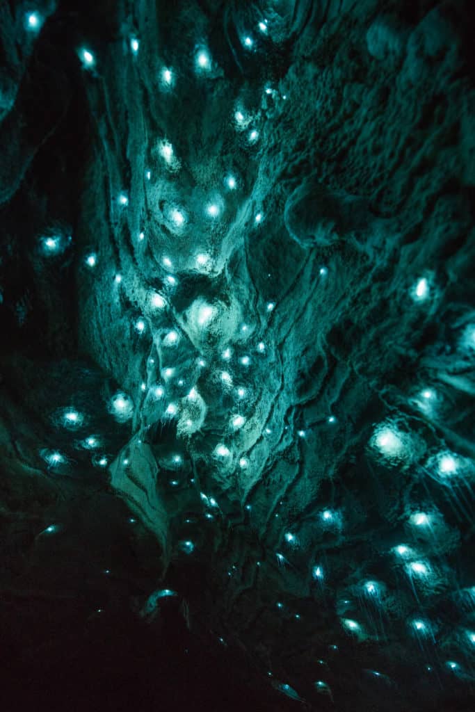 Waitomo's glowworms