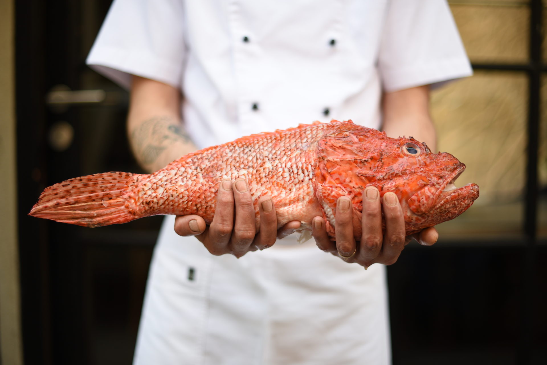 A chef holding an orange fish. 