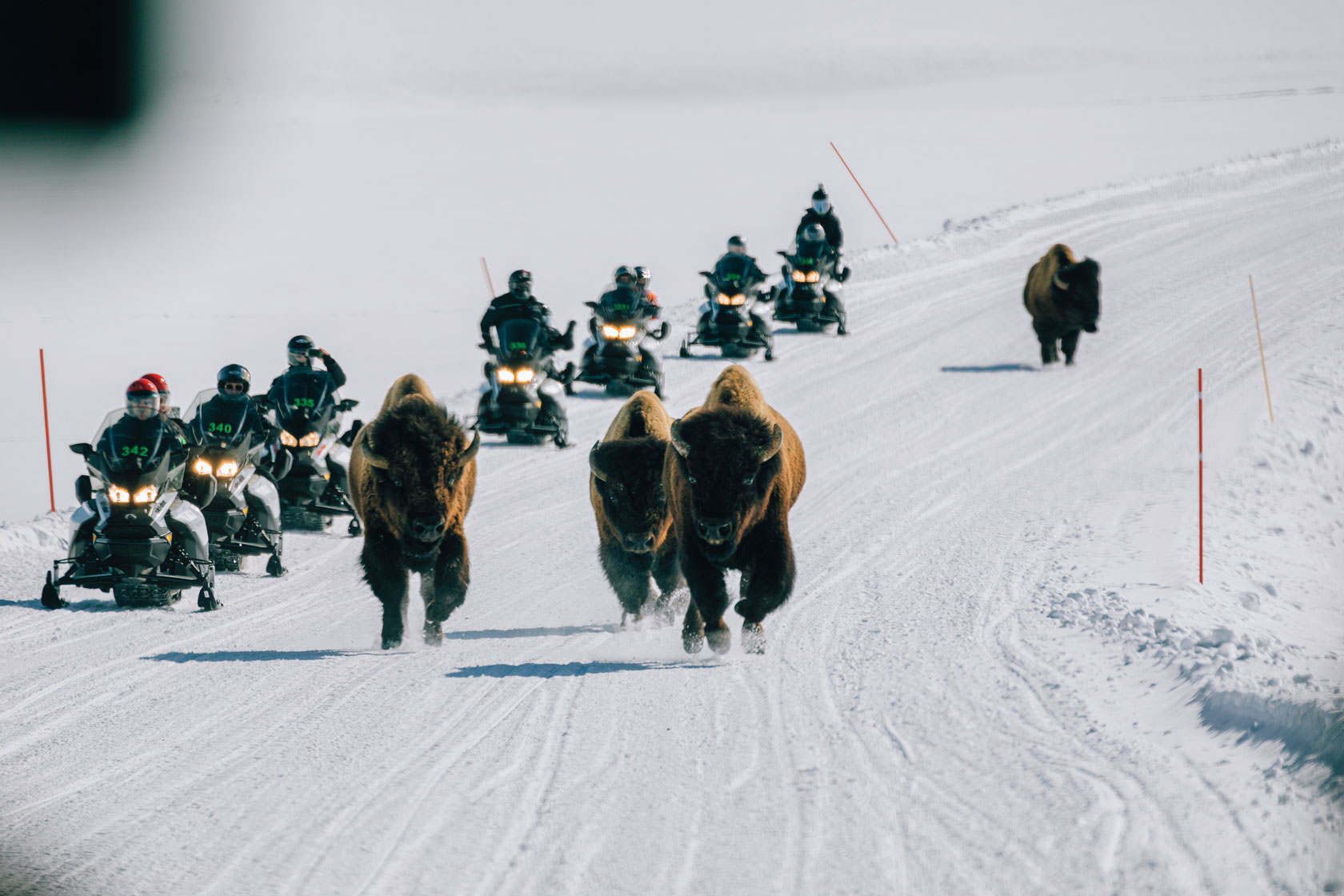 A group of snowmobilers alongside bison.
