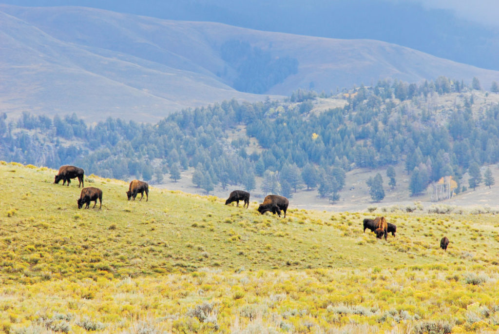 A herd of bison grazing in a green valley.