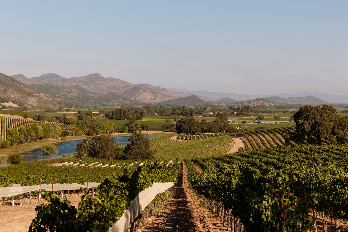 A vineyard landscape stretching out with hills in the background