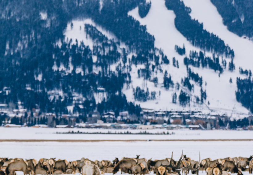 A herd of Elk in a snowy mountain landscape.