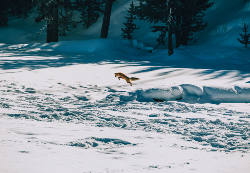 A fox hunting in the snow.