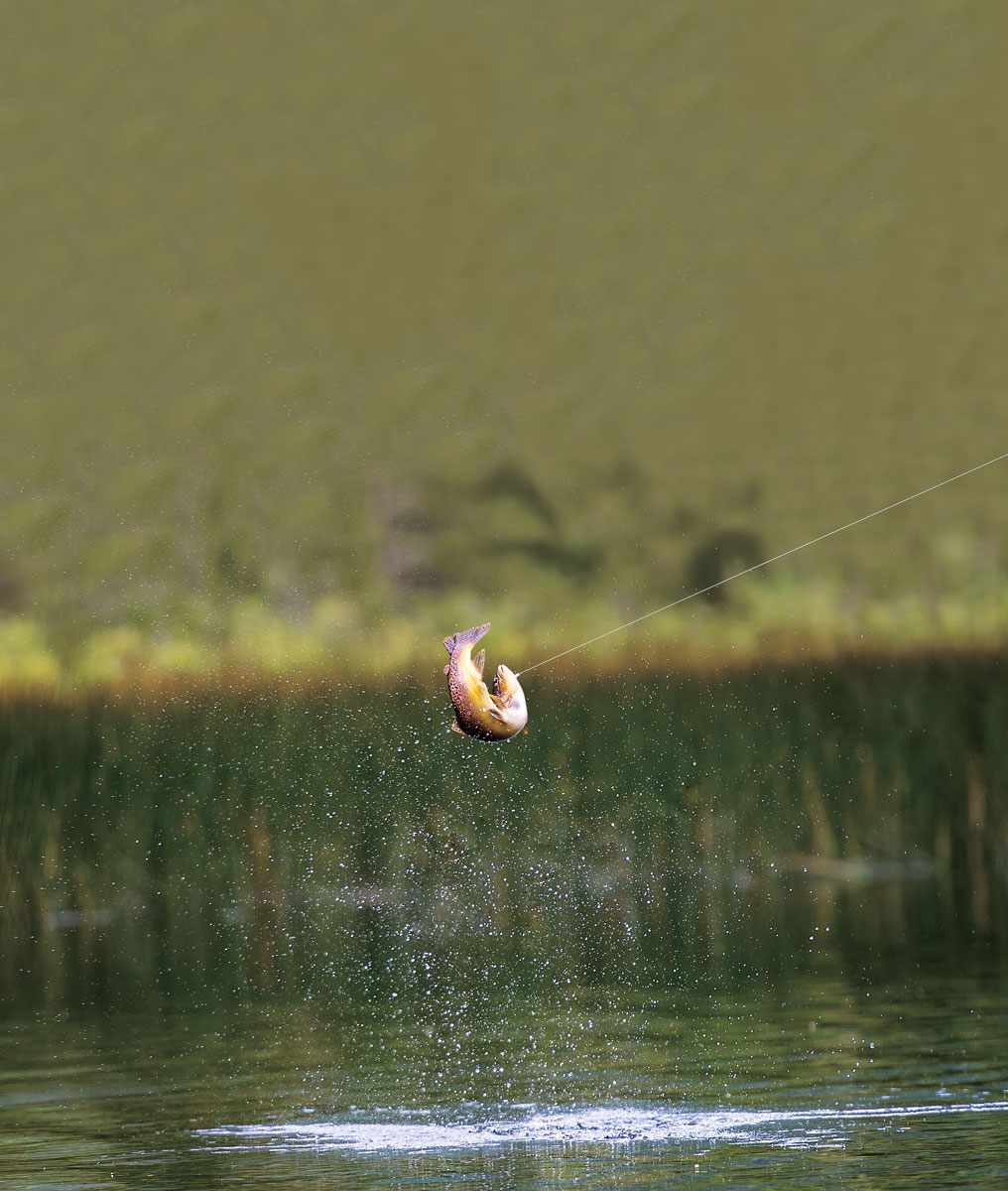 A trout caught on the end of a fishing line.