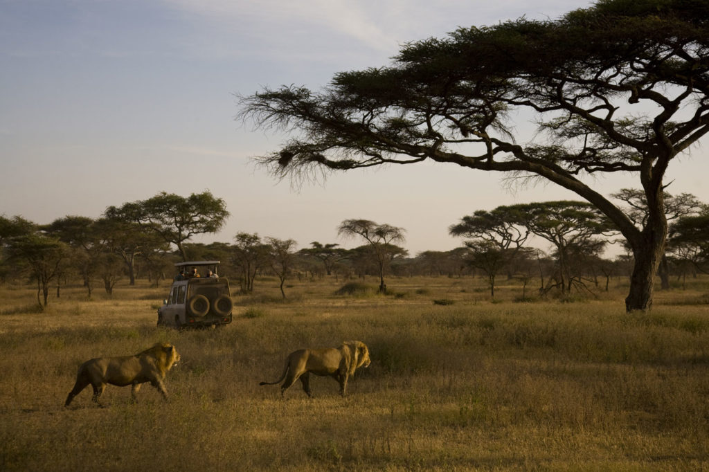 Two lion and a jeep in an African landscape.
