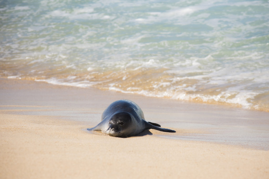 A seal lying on the beach.