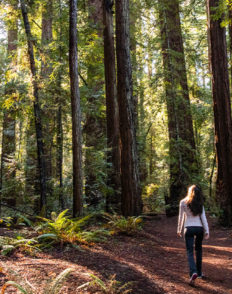 A lone woman walks amidst the redwoods in Hendy Woods Park
