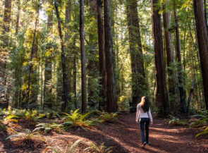 A lone woman walks amidst the redwoods in Hendy Woods Park