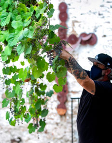 Vintner harvests grapes off a vine