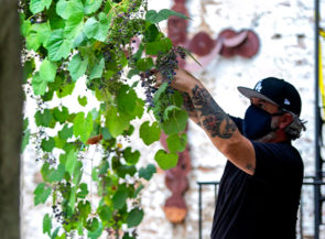 Vintner harvests grapes off a vine