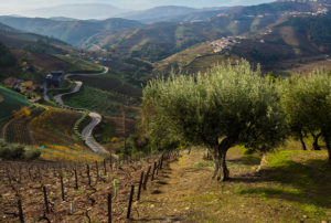 Rolling hills and vineyard ins the Douro Valley